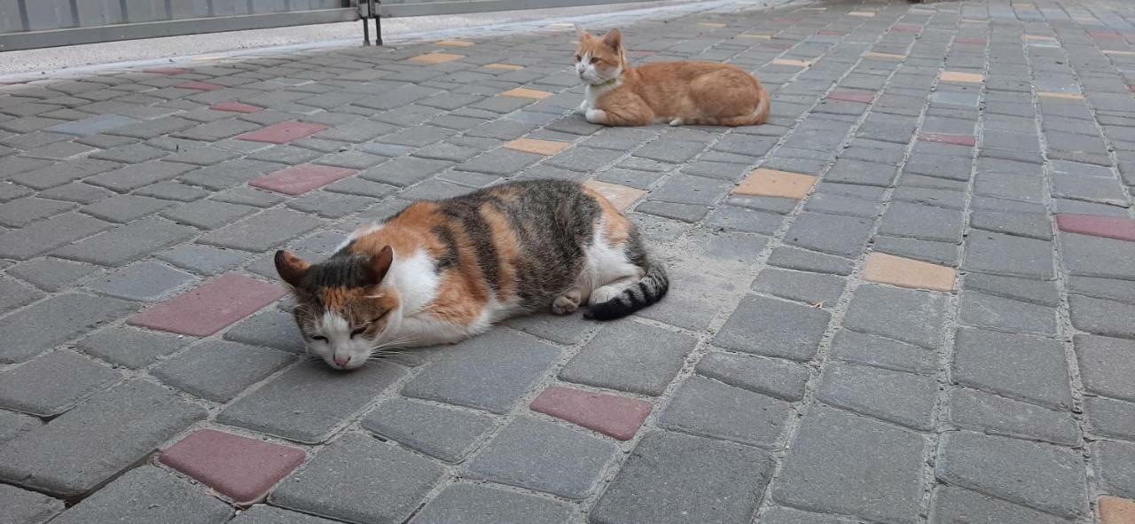 Звёздный 호텔 오데사 외부 사진